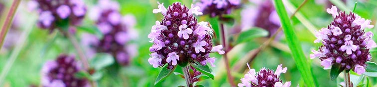 Thymian / pixabay
